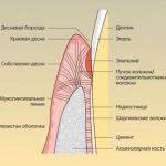 Alveoli in the mouth