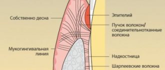 Альвеолы во рту