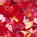 Rose petals