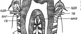 pathological resorption and resorption of roots with intact periodontium