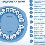 периоды прорезывания зубов