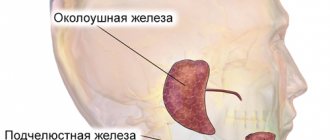 Location of the major salivary glands in humans