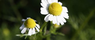 Chamomile