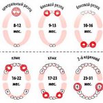 Diagram of the appearance of teeth in a child