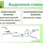 Состав слюны человека: нормальные показатели биологической жидкости