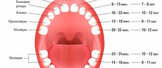 сроки выпадения зубов