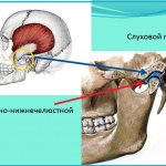 Строение челюстей: височно-нижнечелюстной сустав