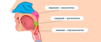 Строение глотки