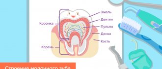 The structure of a baby tooth in pictures
