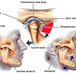 Structure of the TMJ