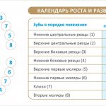 Teeth growth chart