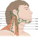 Oropharyngeal and posterior cervical lymph nodes