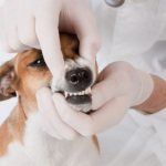 Veterinarian examines dog&#39;s bite