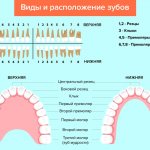 Types and location of teeth in pictures