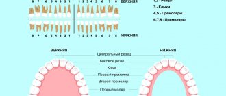 Виды и расположение зубов в картинках