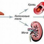 Release of acetone in the body