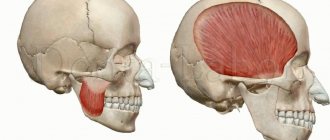 human masticatory muscles